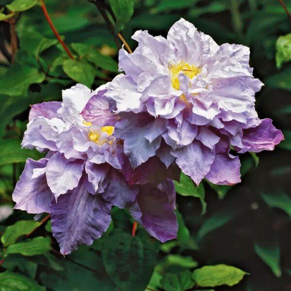 Veronica'S Choice Clematis 20 Seeds Fresh Garden