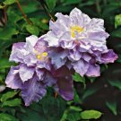 Veronica'S Choice Clematis 20 Seeds Fresh Garden