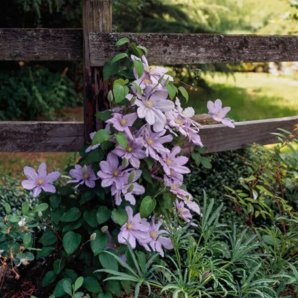 Silver Moon Clematis 20 Seeds Fresh Garden