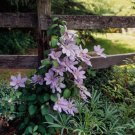 Silver Moon Clematis 20 Seeds Fresh Garden
