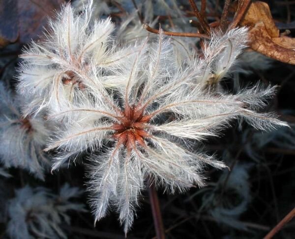 Old Mans Beard Clematis 20 Seeds Fresh Garden