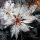 Old Mans Beard Clematis 20 Seeds Fresh Garden