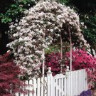 Pink Anemone Clematis 20 Seeds Fresh Garden