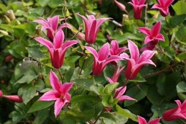 Princess Diana Clematis 20 Seeds Fresh Garden