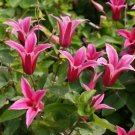 Princess Diana Clematis 20 Seeds Fresh Garden