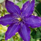 Rhapsody' Clematis 20 Seeds Fresh Garden