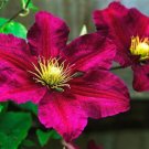 Niobe' Clematis 20 Seeds Fresh Garden
