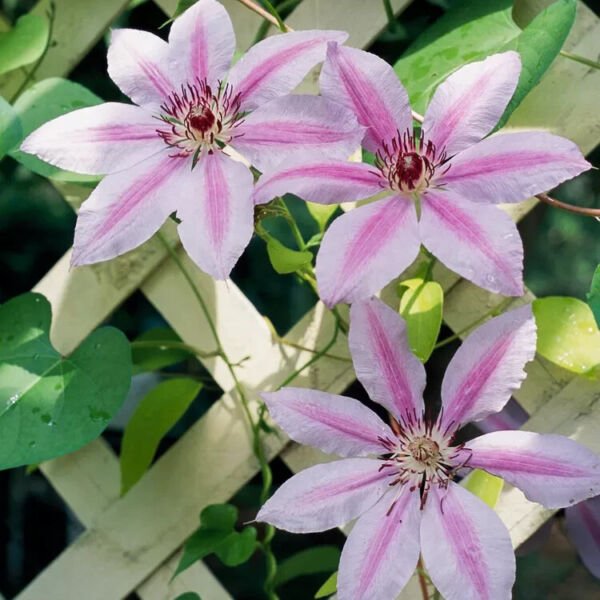 Nelly Moser Clematis 20 Seeds Fresh Garden