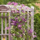 Osborn Fig Tree 25 Seeds Shipped From Fic Carica Franciscana Fresh Garden