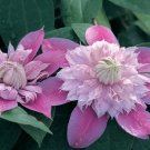Josephine Clematis 20 Seeds Fresh Garden