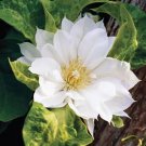 Duchess Of Edinburgh Clematis 20 Seeds Fresh Garden