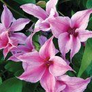 Duchess Of Albany Clematis 20 Seeds Fresh Garden