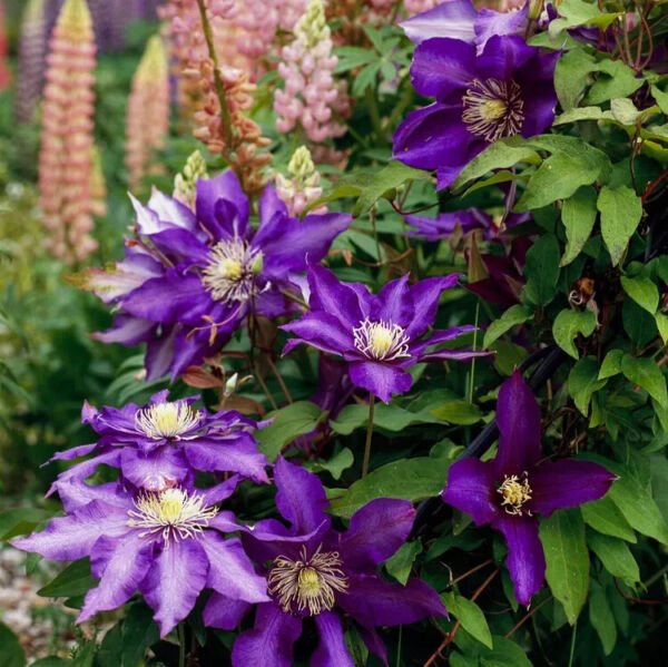 Daniel Deronda Clematis 20 Seeds Fresh Garden