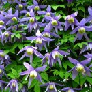 Alpine Clematis 20 Seeds Fresh Garden