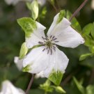 Alba Luxurians Clematis 20 Seeds Fresh Garden