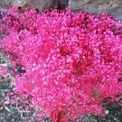 Carmine Dark Pink Babies Breath 100 Seeds Fresh Garden