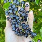 10 Wild Southern Purple Grape Muscadine Vine Cuttings Fresh Garden