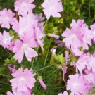 Rosea Hollyhock 25 Seeds Fresh Garden