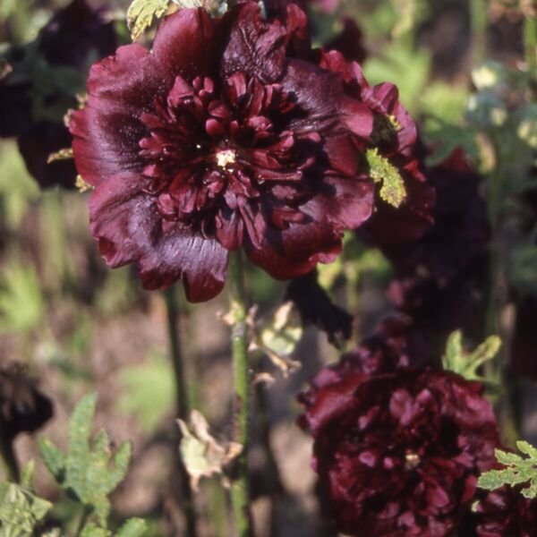 Double Maroon Hollyhock 25 Seeds Fresh Garden