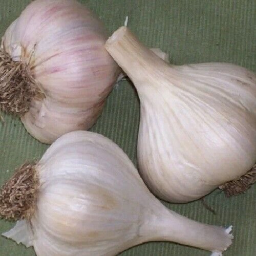 German Giant Garlic 2 Bulbs Fresh Garden