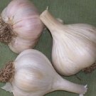 German Giant Garlic 2 Bulbs Fresh Garden