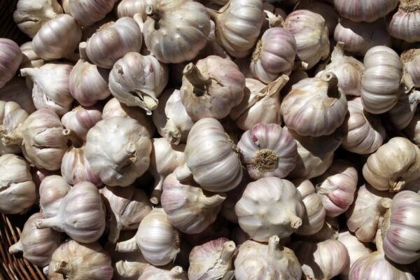 Purple Glazer Garlic 2 Bulbs Fresh Garden