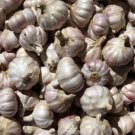 Purple Glazer Garlic 2 Bulbs Fresh Garden