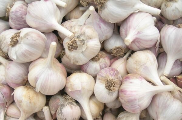 Leningrad Garlic 2 Bulbs U Fresh Garden