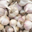 Leningrad Garlic 2 Bulbs U Fresh Garden