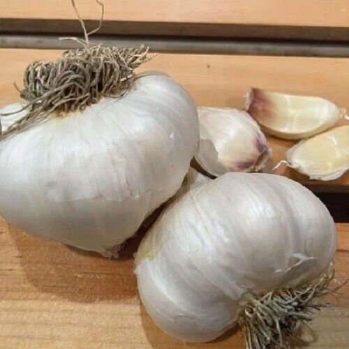 Nootka Rose Garlic 2 Bulbs Fresh Garden