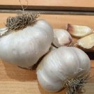 Nootka Rose Garlic 2 Bulbs Fresh Garden
