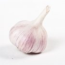 Majestic Garlic 2 Bulbs Fresh Garden