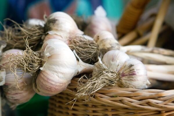 Mild French Garlic 2 Bulbs Fresh Garden