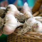 Mild French Garlic 2 Bulbs Fresh Garden