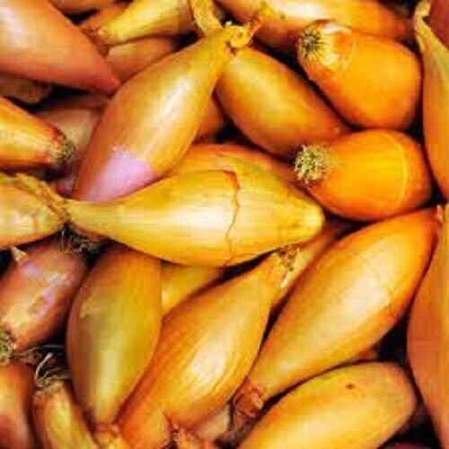 Yellow Moon Shallots 50 Seeds Heirloom Fresh Garden