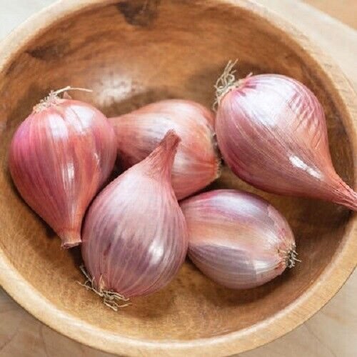 Thai Red Shallots 50 Seeds Fresh Garden