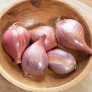 Thai Red Shallots 50 Seeds Fresh Garden