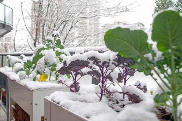 14 Variety Fall Winter Vegetable Collection Heirloom Fresh Garden
