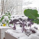 14 Variety Fall Winter Vegetable Collection Heirloom Fresh Garden