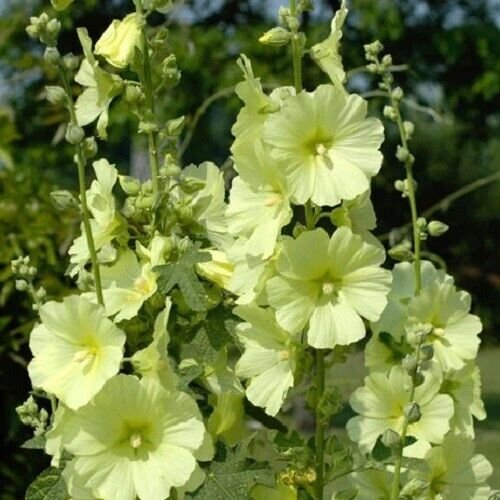 Henry Viii Lemon Hollyhock 25 Seeds Fresh Garden