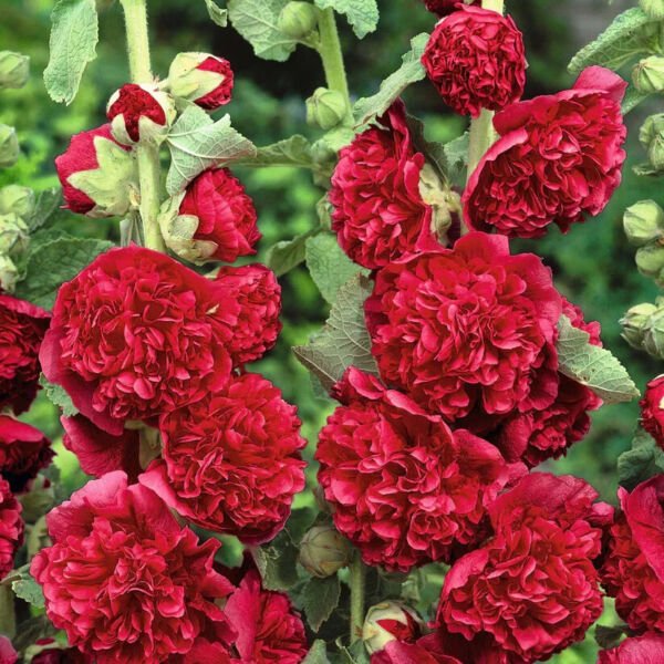 Majorette Double Red Hollyhock 25 Seeds Fresh Garden