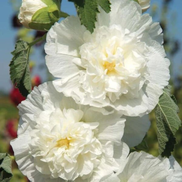 Majorette Double White Hollyhock 25 Seeds Fresh Garden