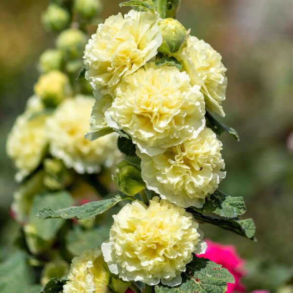 Majorette Double Yellow Hollyhock 25 Seeds Fresh Garden