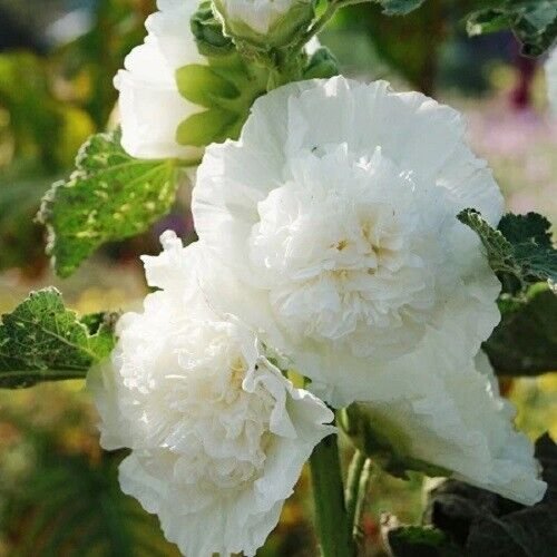 Chaters Double White 25 Seeds Fresh Garden
