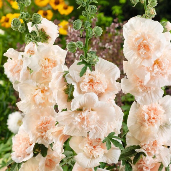 Majorette Double Champagne Hollyhock 25 Seeds Fresh Garden