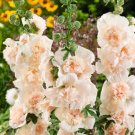 Majorette Double Champagne Hollyhock 25 Seeds Fresh Garden