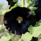 Nigra Hollyhock 25 Seeds Fresh Garden