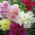 Summer Carnival Hollyhock 25 Seeds Fresh Garden