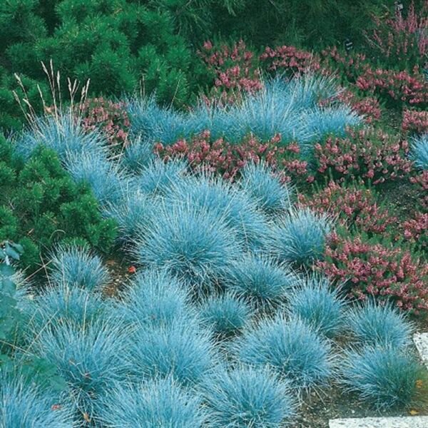 Blue Fescue Grass 100 Seeds (Festuca Cinerea Glauca) Silvery Blue Ornamental Fresh Garden