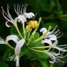Japanese Honeysuckle Plants With Roots 4 Plant Fresh Garden